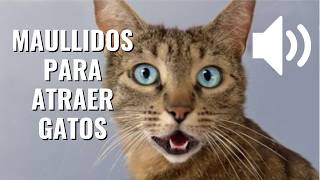 Maullido para Atraer a tu Gato Garantizado  Sonidos Para Hacer que tu Gato Venga [upl. by Nichola]