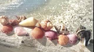 Beachcombing Bowmans Beach Sanibel [upl. by Dnalyaw]