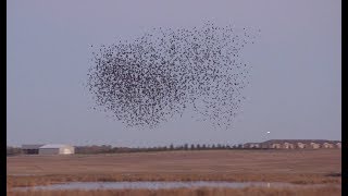 Hired to Hunt Season 4 5 Excuses excuses Duck and Goose Hunting Limit hunts in Alberta [upl. by Piggy]