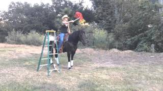 Backyard horse Obstacle Course for desensitize training [upl. by Nealey]