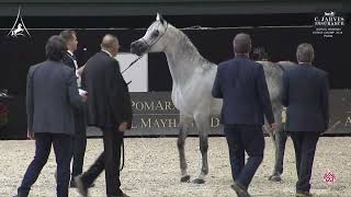 N 114 MAHASIN DE CARTHEREY World Arabian Horse Championship 2024 PARIS Senior Males Section [upl. by Odin]