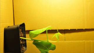 Gravitropism  Phototropism time lapse  Zeitraffer [upl. by Heintz899]