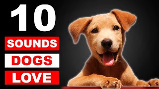 Top 10 Sounds Dogs Love To Hear The Most GUARANTEED [upl. by Otto]