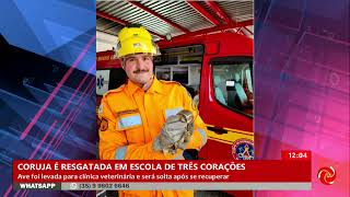 Bombeiros resgatam coruja em Três Corações [upl. by Telfore]