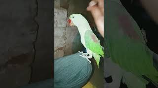 parrot funny birds cute comedy meenageethd songlyrics love meena musicgenre [upl. by Ader]