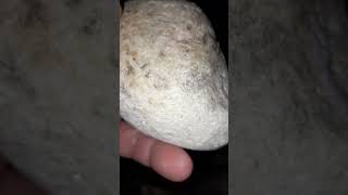 Best Agatized coral of todays hunt fossils michigan [upl. by Eikcuhc]