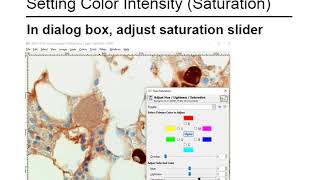 Brightfield Histology Images PostProcessing Steps in GIMP [upl. by Lilithe]