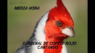 Descargar CD De Cardenal Copete Rojo Cantando Media Hora [upl. by Malik]