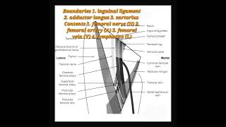 femoral triangle anatomy [upl. by Enahpets]