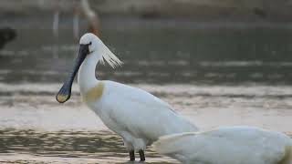 Eurasian Spoonbill [upl. by Inness]