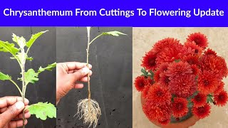 Chrysanthemum Grow From Cuttings To Flowering  How to Grow Chrysanthemum Flower Plants From Cutting [upl. by Letnohs201]