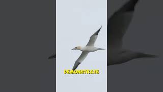 Mystery of Northern Gannets birds animalshorts birdslover wildlifephotography [upl. by Nnaeinahpets555]