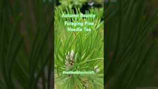 Foraging Pine Needle Tea foraging bushcraft forest [upl. by Oreste]