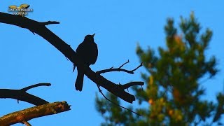 LINDA SABIÁ NA NATUREZA CANTANDO AO ENTARDECER [upl. by Llennoc14]