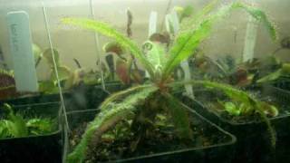 Drosera Adelae Time lapse over a period of 2 days [upl. by Goetz25]