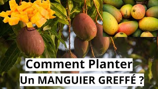 Comment Bien Mettre En Terre Un MANGUIER GREFFÉ [upl. by Netsirhc784]