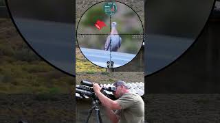 Double Trouble Airgun Hunting Success with FX Impact [upl. by Akenahc]