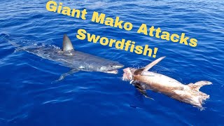 Giant Mako Shark Attacks Swordfish Off Marathon In The Florida Keys [upl. by Meletius]