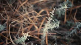 Bonanza Prairie Scientific and Natural Area Virtual Hike [upl. by Cully]