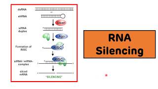 RNA Silencing  RNA Interference  siRNAs and miRNAs [upl. by Anaitsirhc]