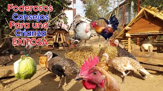 🔺️Poderosos CONSEJOS para una CRIANZA EXITOSA✅️ Los pollos gallinas y guajolote se multiplicaran [upl. by Ahsi818]