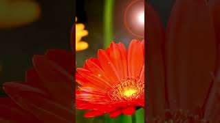 জারবেরা ফুল চাষ । Gerbera Flower Farming [upl. by Notnroht]