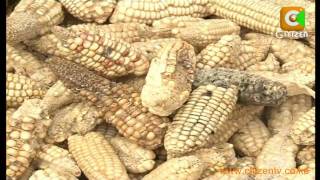 One Dies due to Aflatoxin Poisoning in Makindu [upl. by Crofton744]