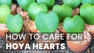 BEST TIPS  HOW TO CARE FOR HOYA HEART PLANT [upl. by Albie522]