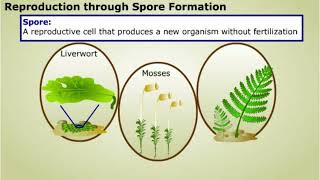 Spore formation and Apomixis [upl. by Edison621]