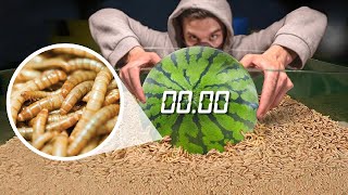 How Quickly The MAGGOTS Eat WATERMELON YELLOW WORMS VS WATERMELON TIMELAPSE [upl. by Kcirdet]