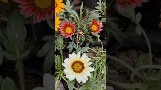 Gazania Rigens flowers Beautiful garden [upl. by Moyer]