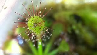 Drosera capillaris timelapse [upl. by Petua]