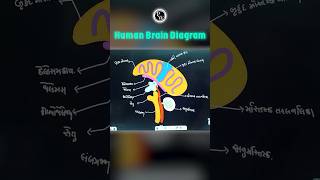 Human Brain Diagram in 60 Sec🔥PW Shorts [upl. by Audres]