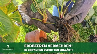 Erdbeeren vermehren  In einfachen Schritten erklärt So ziehst du Ableger von deinen Erdbeeren [upl. by Nilats873]