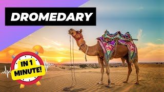 Dromedary  In 1 Minute 🐪 One Of The Tallest Animals In The World  1 Minute Animals [upl. by Ala]