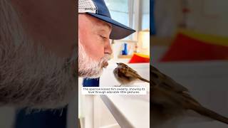 Grandpa rescued a sparrow and found it so clingy [upl. by Salena]