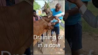 Draining of a cow Treatment of actinomycosis Treatment of abscess [upl. by Leidag601]