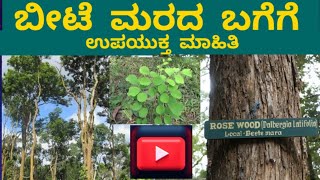 ಬೀಟೆ ಮರದ ಬಗೆಗೆ ಉಪಯುಕ್ತ ಮಾಹಿತಿ information of dalbergia latifolia treeshortvideoshortmovieshorts [upl. by Bazar]