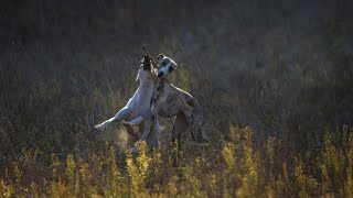 How to Exercise and Stimulate Your Whippet A Guide for Owners [upl. by Price655]