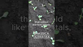 BRASSICA OLERACEA AKA SWEETHEART CABBAGE [upl. by Euqenimod7]