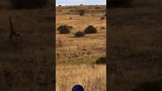 Lion Hunting Giraffe baby 😱🔥🔥 wildlife lionvsgiraffe animals [upl. by Orvie]