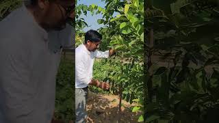 Mahogany 8320508594farming chandan farming agriculture indianfarmer farmer kisan mahogany [upl. by Kedezihclem]