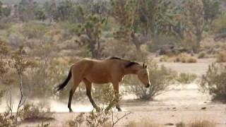 Wild Horses in Mohave County Arizona [upl. by Littell359]