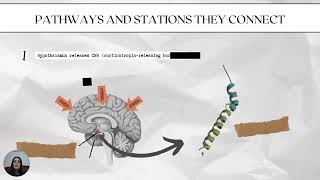 The HypothalamicPituitaryAdrenal Axis  Molecular Electrophysiology II [upl. by Adabelle134]