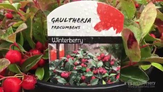 Gaultheria procumbens  Wintergreen  Arts Nursery [upl. by Heinrik]