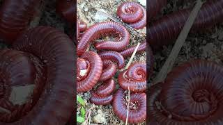 Raising Millipedes at Home The Surprising Benefits I Never Expected 8 [upl. by Sukhum]