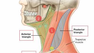 Anterior triangle of neck [upl. by Feigin]