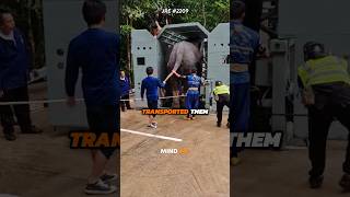 The Best Elephant Story🥺 [upl. by Alahsal64]