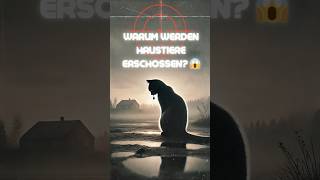 Katzenjagd in SchleswigHolstein Warum werden Haustiere erschossen 😱 shorts [upl. by Aneleasor]