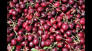 Cherries 101  Nutrition and Health Benefits [upl. by Ettenot731]